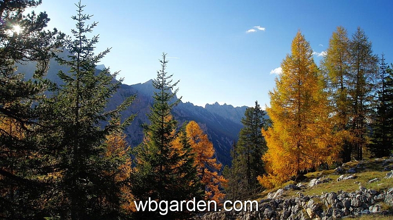 wbgarden alps 122.JPG